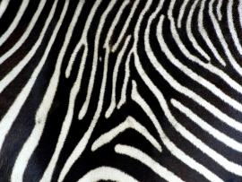 Amper Bae Zebra Print Quality Backgrounds