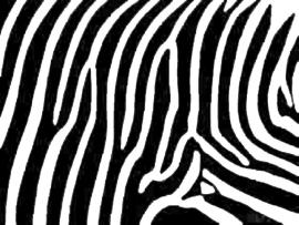 Amper Bae Zebra Print Wallpaper Backgrounds