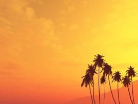 Angry Sun Palm Tree Quality Backgrounds