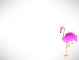 Animal Pelican  Animals Grey Pink White Yellow  PPT   Template Backgrounds