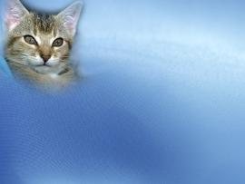 Animal Pets Cat Backgrounds