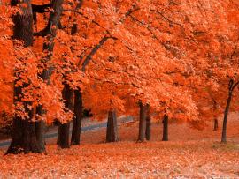 Autumn Hds Autumn Hd   Clip Art Backgrounds