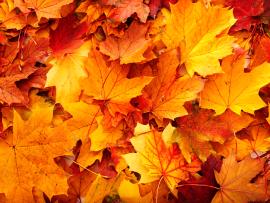 Autumn Leaves Template Backgrounds