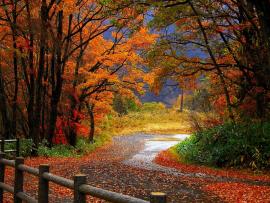 Autumns Bests Art Backgrounds