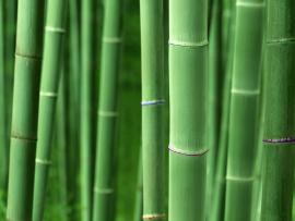 Bamboo Art Backgrounds