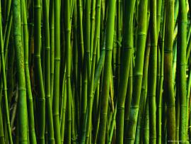 Bamboo Art Backgrounds