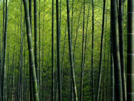 Bamboo Clipart Backgrounds