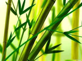 Bamboo image Backgrounds