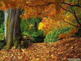 Beautiful Autumn Seasons HD  Nices Photo Backgrounds