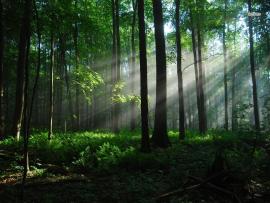 Benefits Of Living Near The Woods Backgrounds