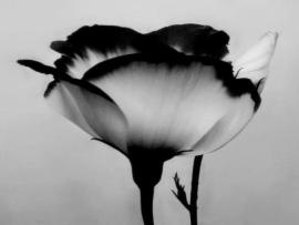 Black and White Flower Image Graphic Backgrounds
