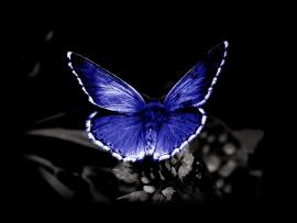 Blackl Butterfly Presentation Backgrounds