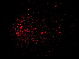 Blood Splatter Transparent Blood and On   Clipart Backgrounds