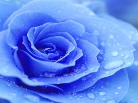 Blue Rose Quality Backgrounds