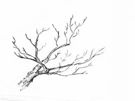 Branches Art Backgrounds