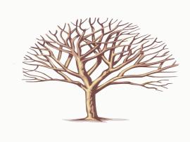 Branches Clipart Backgrounds
