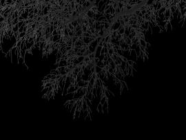 Branches Download Backgrounds
