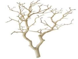 Branches Quality Backgrounds