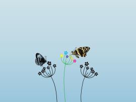 Butterfly and Summer Flowers Backgrounds