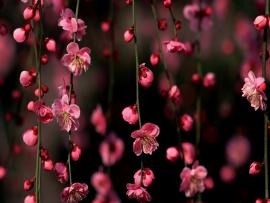 Cherry Blossom Clip Art Backgrounds