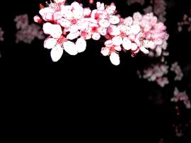 Cherry Blossom Clip Art Backgrounds