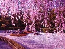 Cherry Blossom Design Backgrounds