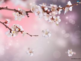 Cherry Blossom Flower Backgrounds