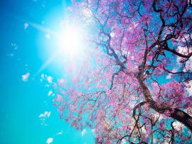 Cherry Blossom Frame Backgrounds