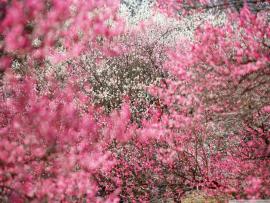 Cherry Blossom Photo Backgrounds