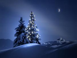Christmas Trees  Desktops Backgrounds