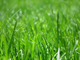 Cover Light Grass Carpet Design 2560x1600 Pixel   Template Backgrounds