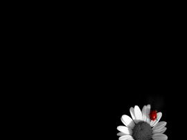Daisy Black and White Clip Art Backgrounds