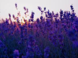 Dark Fantastic Lavender Clipart Backgrounds