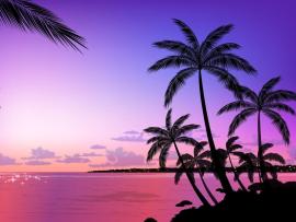 Dark Palm Tree Clipart Backgrounds