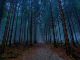 Dark Woods Hd Wallpaper Backgrounds