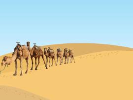 Desert Camels Backgrounds