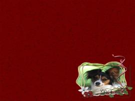 Dog, animal red themed slides Backgrounds