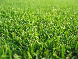 DREAM WALLPAPER Free Grass Slides Backgrounds