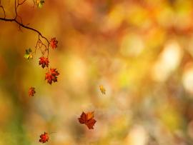 Fall Leaves 6016 2560x1600 Px High Resolution   Picture Backgrounds