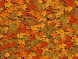 Fall Leaves Formspring Backgrounds