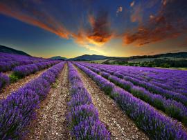 Fantastic Wiev Lavender Slides Backgrounds