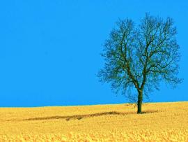 Field and Tree For PowerPoint Nature PPT  1280x800  Jpeg Template Backgrounds