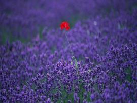 Field Lavender Flower Beautiful Scenery Graphic Backgrounds