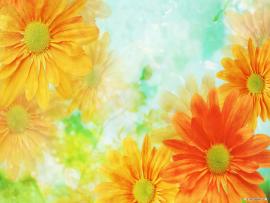 Flower  HDs Slides Backgrounds