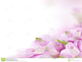 Flower Border Design Backgrounds