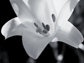 Flower Photography Black and White Design Backgrounds