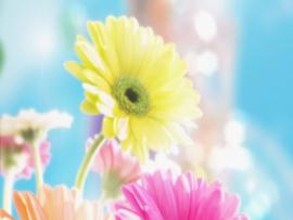 Flowers For Flower Lovers  Flowers Desktops  Wallpaper Backgrounds