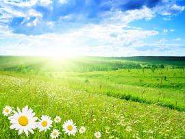 Flowers Sun Clouds Sky Nature Picture Backgrounds