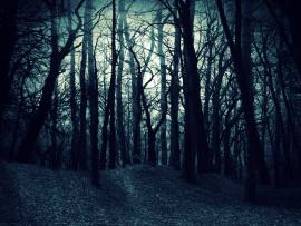 Forest Images Dark Woods Hd Slides Backgrounds