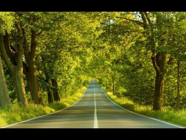 Forest Road Download Backgrounds